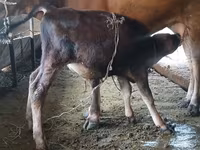 母牛, Alatau breed — 照片 1