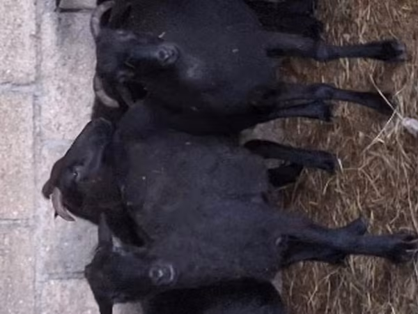 Кой, Койлор