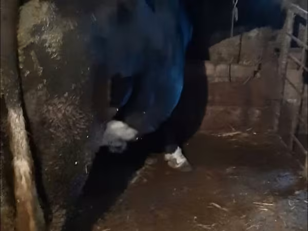 Toro, Ganado vacuno
