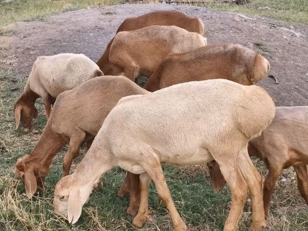 Кой, Арашан