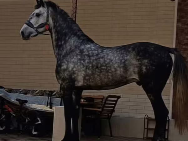 Hengst, Pferde — Usbekistan