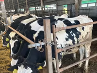 Toro, Ganado vacuno — foto 2
