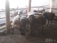 كبش, Arabi sheep — الصورة 4