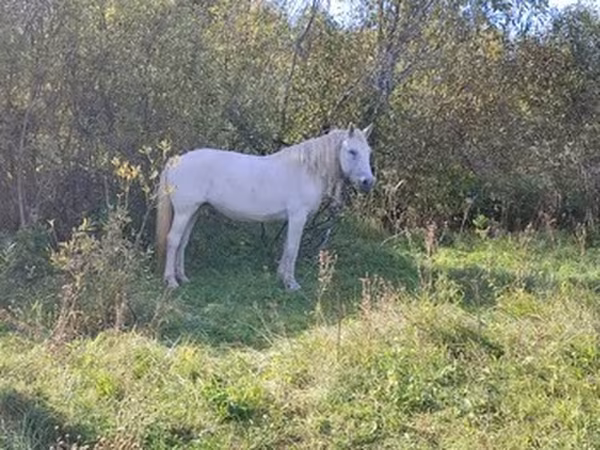Koně