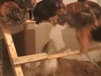 Chickens — Foto 4