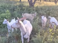 Cabra, Cabras — foto 4