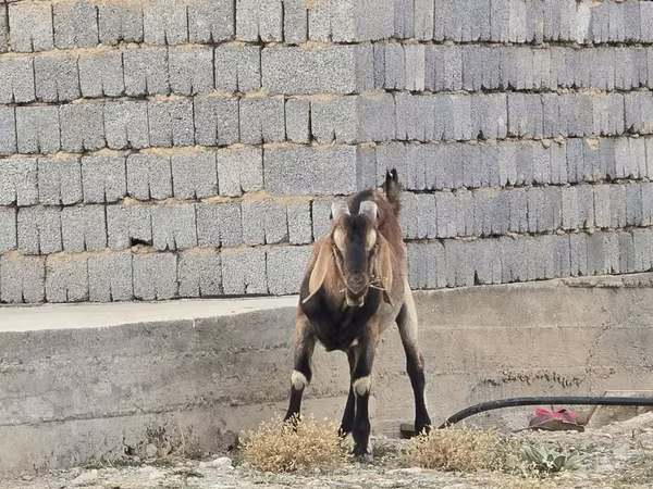 Эчки теке, Нубий эчкиси же англо-нубийская