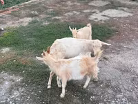 बकरी, Saanen goat — फ़ोटो 4