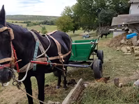 Yegua, Caballos — foto 3