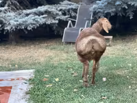 Кочкор, Гиссар койу — сүрөт 2