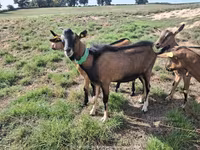 Echki, Alpine goat — 1-rasm
