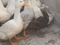 Домашняя мушка — сүрөт 4