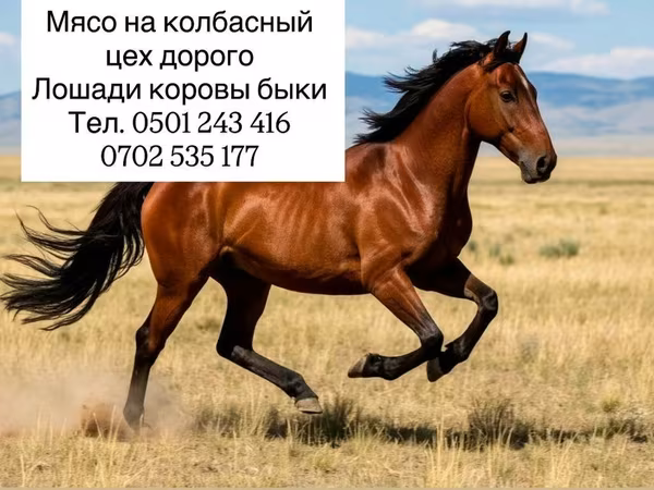 Мясо для колбасного цеха. Предлагается сырьё для переработки на