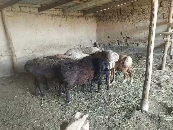 Кой, Койлор — Кыргызстан