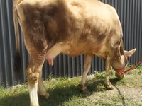 母牛, Swiss cattle — 照片 5