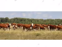 Kuh, Simmental cattle — Foto 8