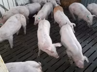 Eber, Schweine — Foto 3