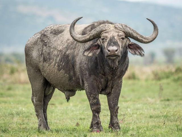 African Buffalo
