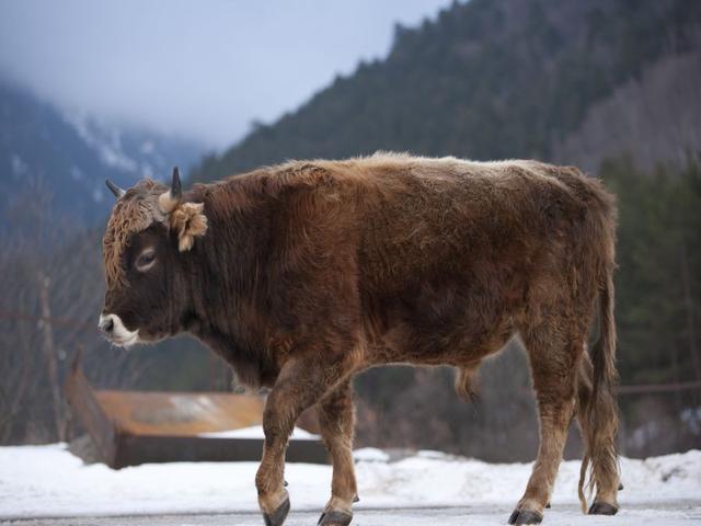 Caucasian Brown Cow