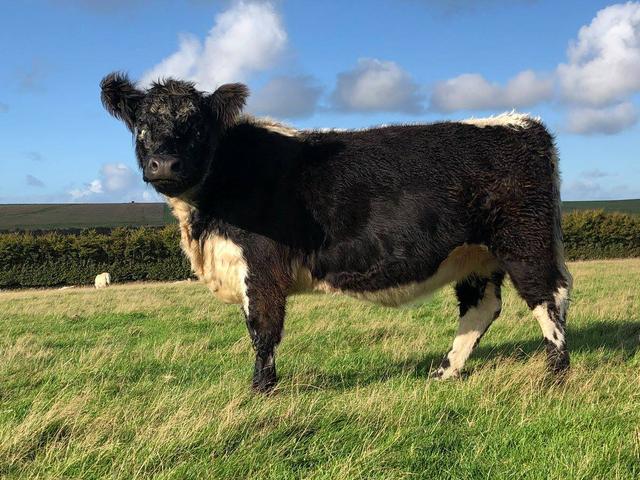 Galloway cow