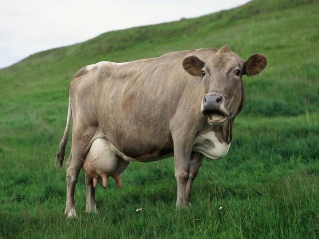 Icelandic cow