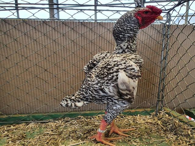 Shamo chickens