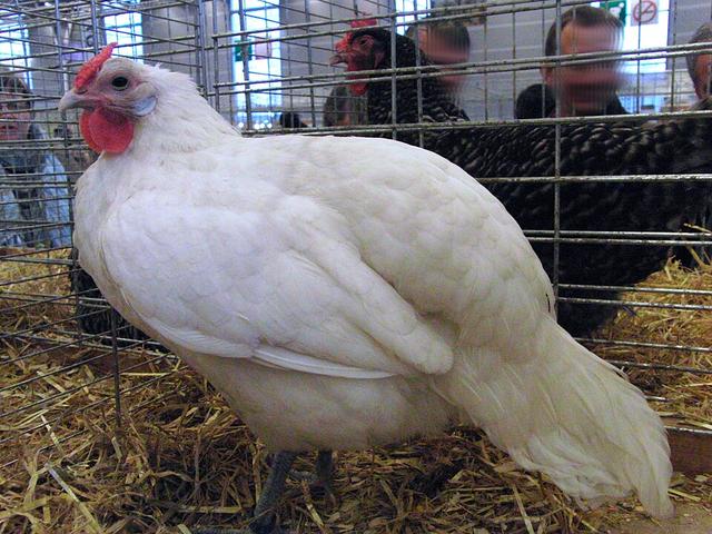 Alsasyen