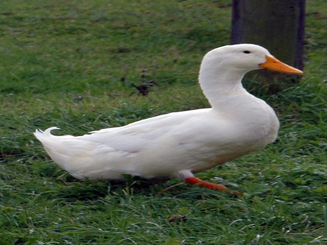 அமெரிக்கன் பெக்கின்