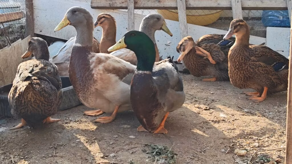 萨克森