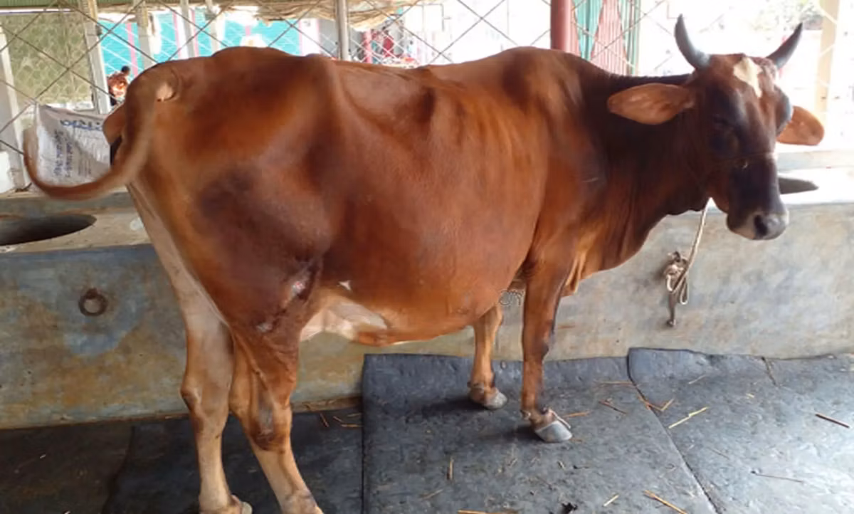 Aserbaidschanisches Zebu