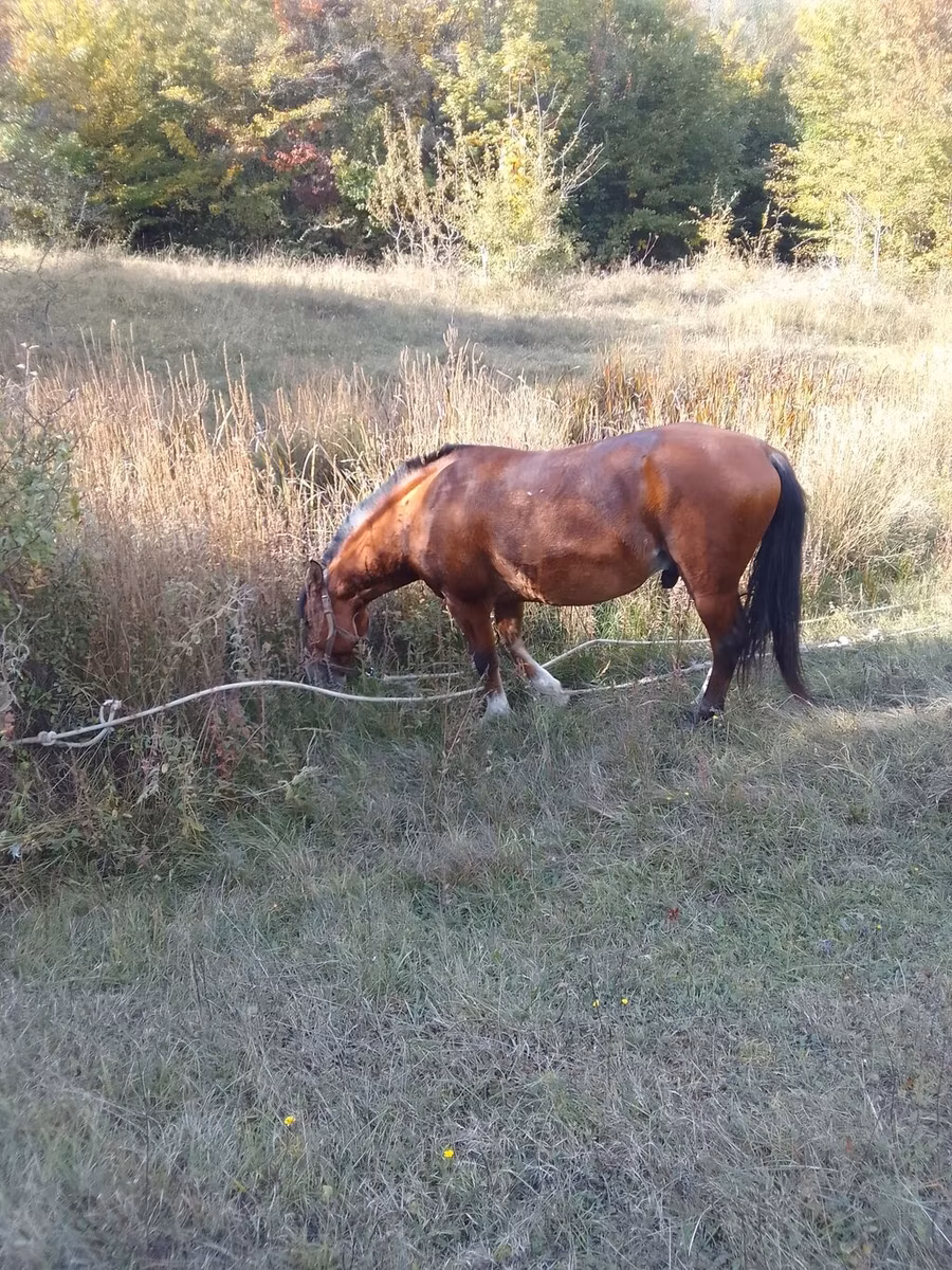 Karabakh horse