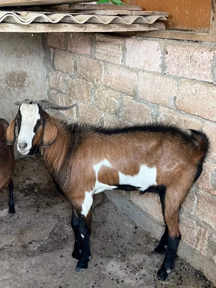 Nubian Goat