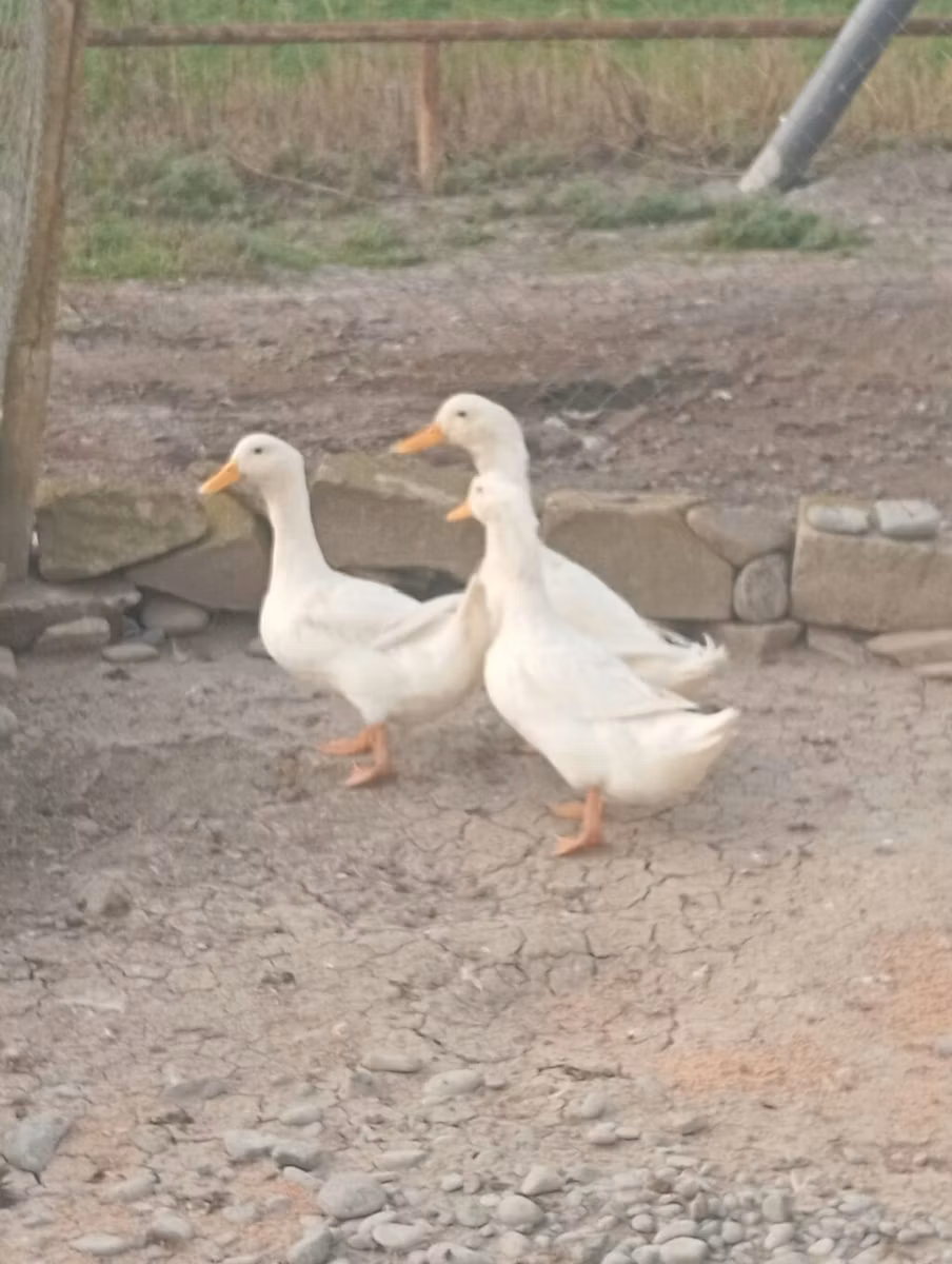 German Pekin