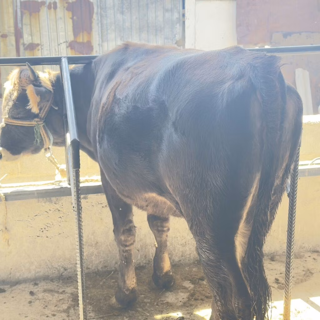 Braune Lettische
