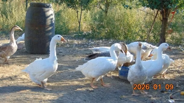 Американдық буф