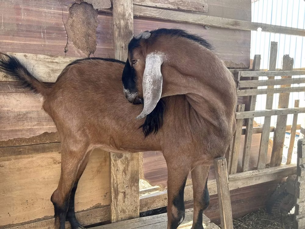Nubian Goat