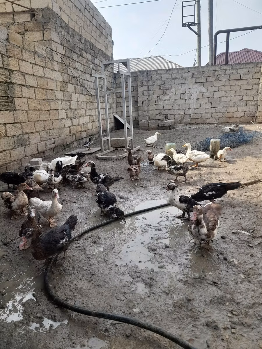 German Pekin