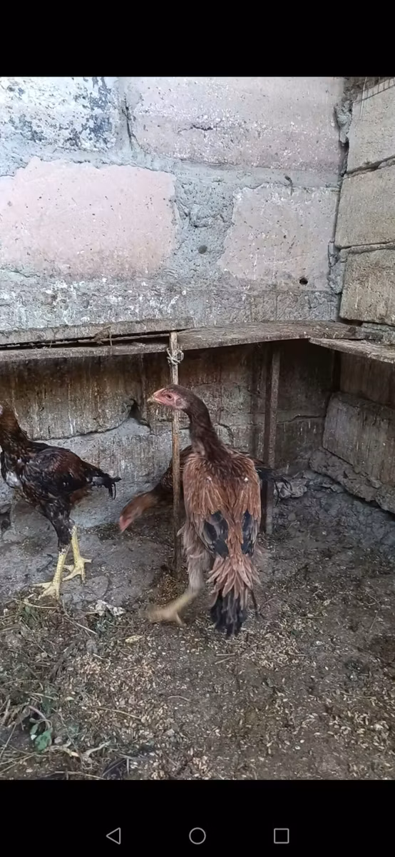 مالاي غيم