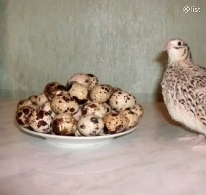 Эстон