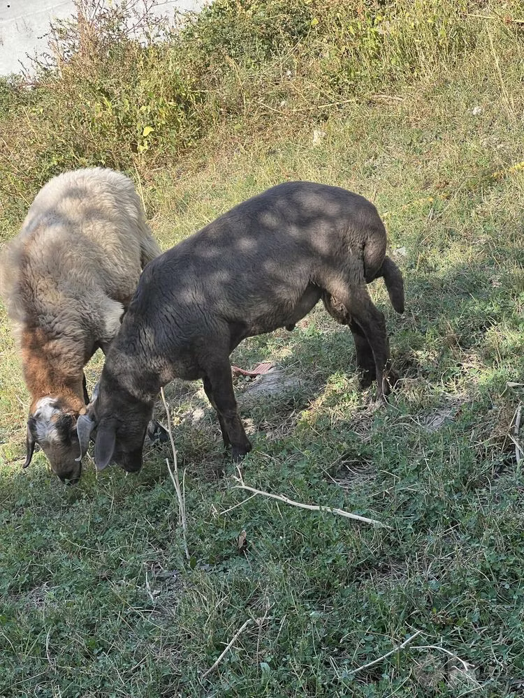 Arabi sheep
