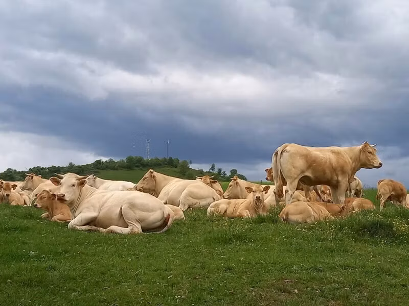Светлая аквитанская корова