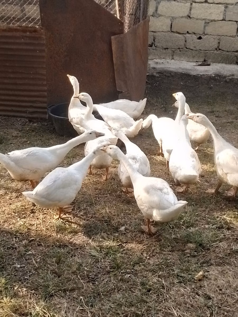 Кубань