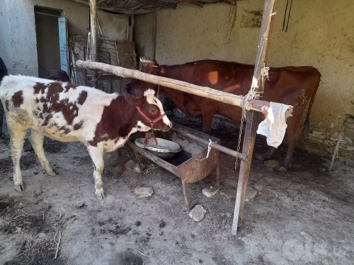 Red Estonian cattle