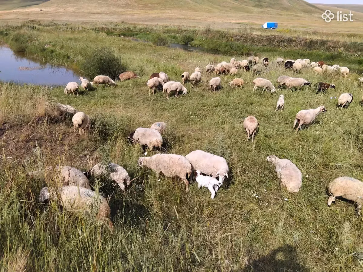 Balbas sheep