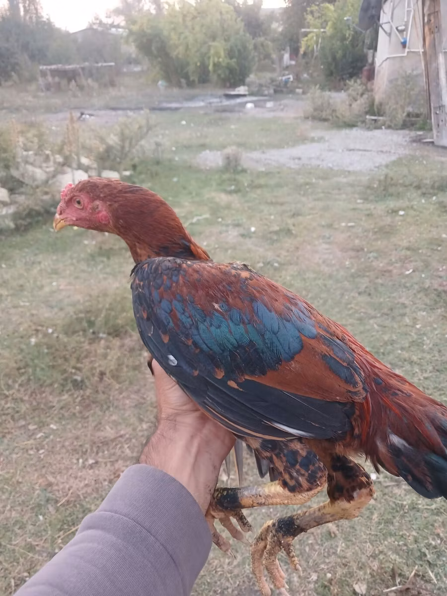 डॉमिनेंट