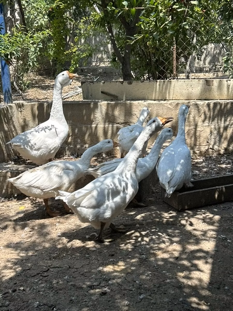 Кубань