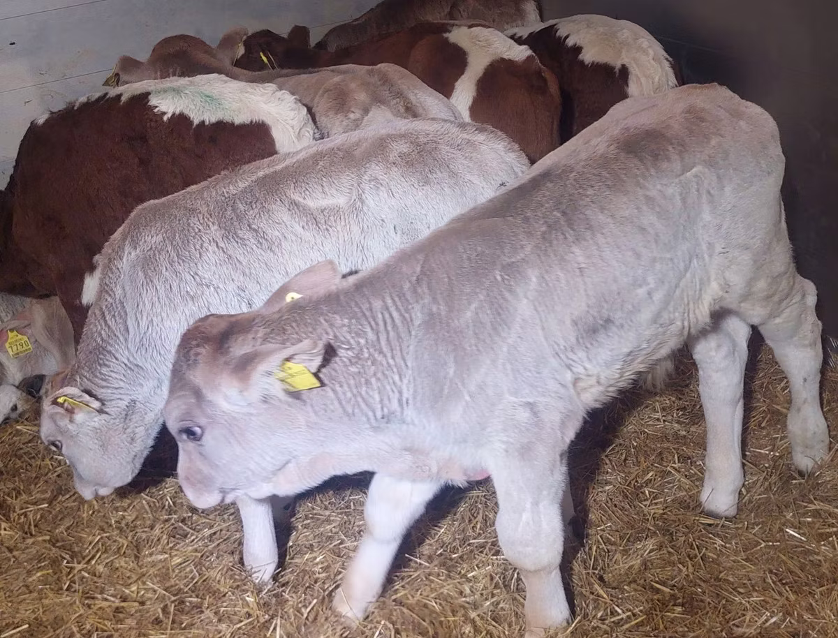 Vaca Limousin