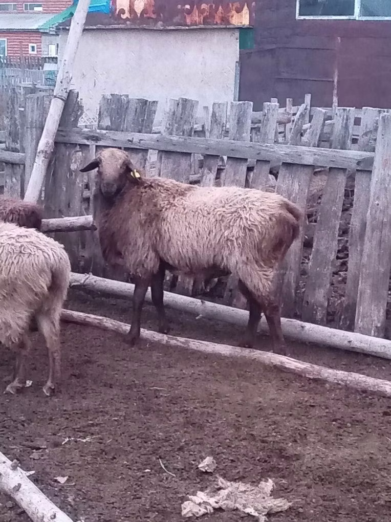 Эдильбай койу