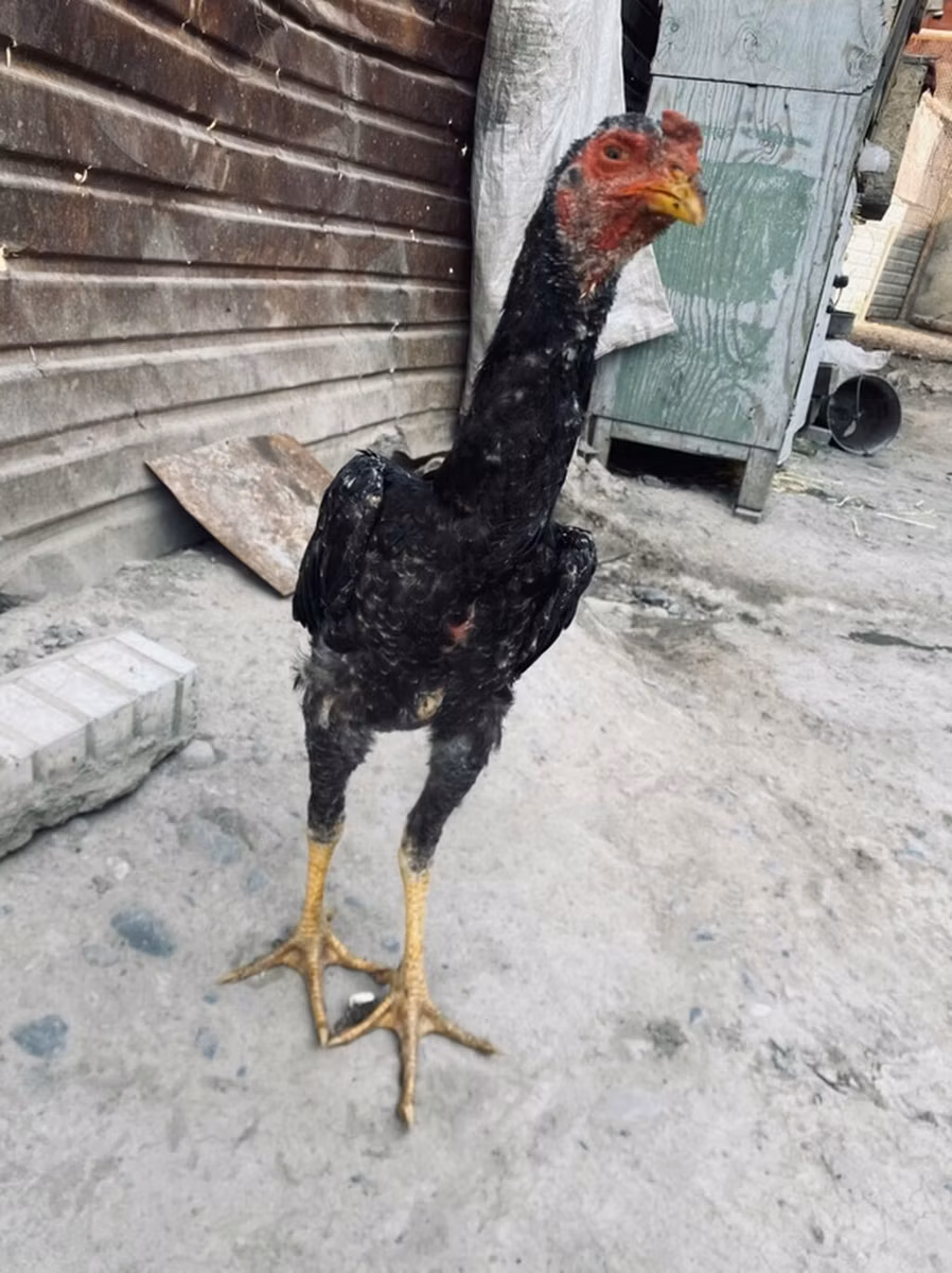 ديربيشاير ردكاب