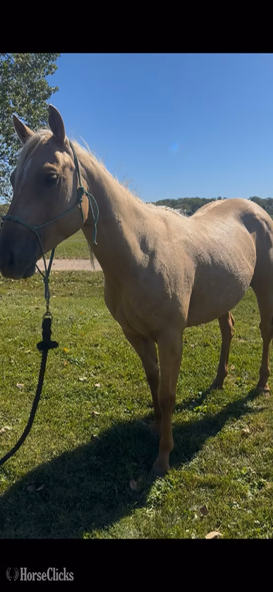 Quarter Horse